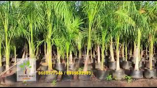 Roystonea Regia cuban Royal palm in kadiyam [upl. by Uahsoj]