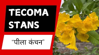 Tecoma Stans flower Plant Yellow Flower टेकोमा प्लांट [upl. by Ramso]