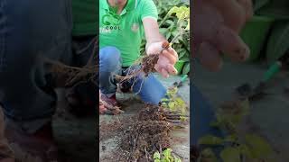 نتائج زراعة الجهنمية من العُقل Growing Bougainvillea from Cuttings الجهنمية bougainvillea [upl. by Niawd]