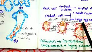 Reproduction in Pinus in Hindi by Rizwana mam  AR Botany Classes [upl. by Goldenberg]