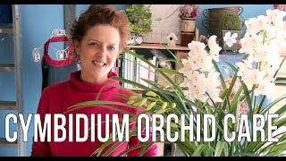 Cymbidium Orchid Care [upl. by Boyer]