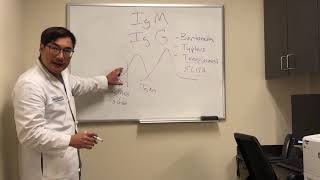 Immunoglobulin IgG and IgM interpretation of serological tests [upl. by Dibbell227]