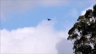 Wedge Tailed Eagle calls [upl. by Mobley884]