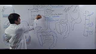 درس هفتم Germ layer Endodermal Derivative [upl. by Atinram]