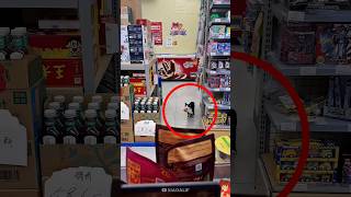 this cat got caught taking food from the store [upl. by Nnylesor]