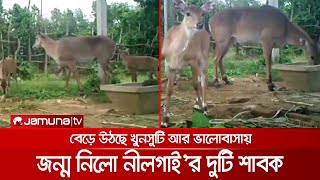 বঙ্গবন্ধু সাফারি পার্কে জন্ম নিলো বিলুপ্তপ্রায় নীলগাই  Nilgai [upl. by Afatsom]