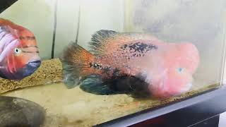 Vieja Synspilum Melanura Cichlid Pair Doing Their Thing [upl. by Ilime388]