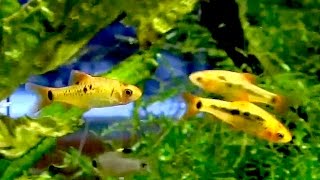 ゴールデンバルブ Goldfinned barb Puntius sachsii [upl. by Sheng]