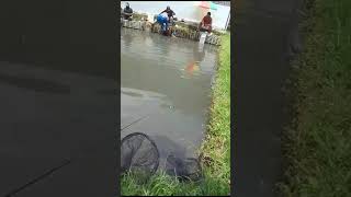 Mancing Mania borongan [upl. by Ecyarg]