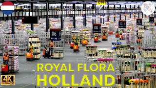 ROYAL FLORA HOLLAND │NETHERLANDS Just incredible Heres the largest flower auction in the world [upl. by Milburn]