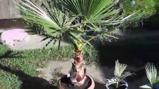 Washingtonia robustafilifera [upl. by Yanehc]