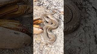 The snake was in the hole in the ground the boy brought Habib Bhai to rescue the snake africa [upl. by Orth]