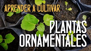 Aprende a cultivar plantas ornamentales [upl. by Shandy]