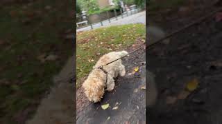 Cute Little Old Norfolk Terrier Dog Walking at a Park  Autumn in London norfolkterrier olddog [upl. by Nylatsyrk]