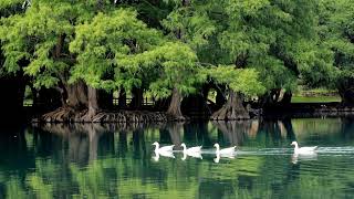 CUATRO PATOS NADANDO EN UN LAGO HERMOSO Y UNA IMAGEN HERMOSA [upl. by Arun858]