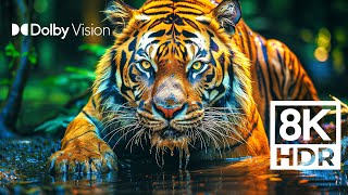 WILD WORLD DOLBY VISION™  EXTREME COLORS 8K HDR [upl. by Tomasine322]