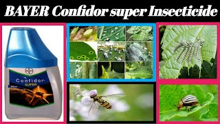 Bayer Confidor super insecticide  Imidacloprid 305  thribs whitefly controle [upl. by Anner]