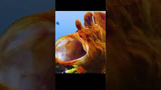 Oceans Hidden Assassin This Fish Hunts in 6 Milliseconds animals marinelifewonders wildlife [upl. by Adnamra]