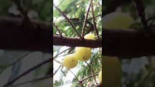 Gooseberry plant shortvideo [upl. by Ahsiele]