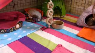 HOW TO Pick up Your Guinea Pigs Quickly and Easily [upl. by Ahsenet962]