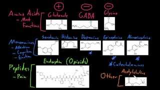 Types of neurotransmitters [upl. by Hsiwhem]