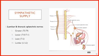 Sympathetic Nerve Supply of the Abdomen in 1 Minute [upl. by Ttesil]