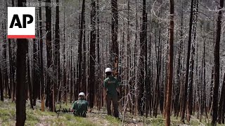 The US is struggling to replant forests destroyed by wildfires [upl. by Enytsirhc586]