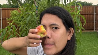 Picking peaches from my backyard [upl. by Favian]