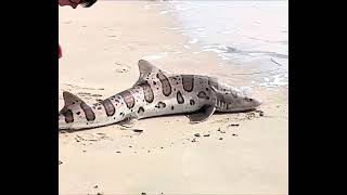 Catching a harmless leopard shark fishing at Cardiff Beach San Diego [upl. by True]