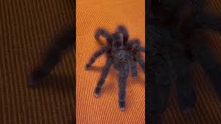 Avicularia Avicularia 😍 tarantula spider aviculariaavicularia [upl. by Gamaliel885]