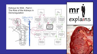 mr i explains Kidneys for KS4  Part 4 The Role of Kidneys in Osmoregulation [upl. by Rufe]