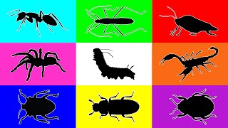 Insect Caterpillar Ant red flour beetle paddy bug Bush Cricket Stink Bug Tarantula Scorpion [upl. by Pascia]