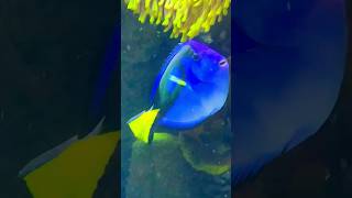 Fakieh Aquarium water aquarium shortsfeed shortvideo shorts ksa [upl. by Prochora516]