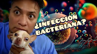 ¿Qué es una infección bacteriana Neutrófilos y Antibiograma [upl. by Gerstner]