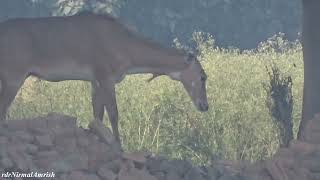 नीलगाय  कुत्ते से डरकर भागी nilgai animallover bluecow wildlife wildanimals nature beauty [upl. by Jessie372]