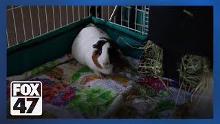 The Cozy Cavy Guinea Pig Rescue gives second chances to these exotic pets [upl. by Enak]