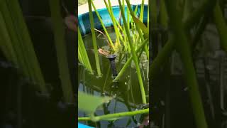 Gorgeous Patio Pond  Feeding goldfish [upl. by Iliram]