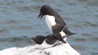 Razorbill Alca torda [upl. by Karry]