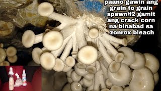 How to make mushroom spawn f2 grain to grain using crack corn and zonrox bleach [upl. by Buna612]