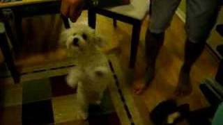 havanese circus training [upl. by Hurleigh]