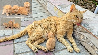 A man helped a dying cat and her kittens You wont believe what happened next [upl. by Herold]