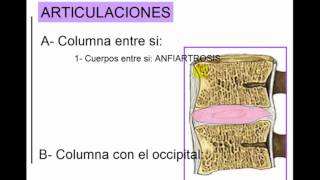 articulacion de la columna vertebral [upl. by Normi]