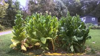 HOW TO GROW TOBACCO PART 1 Selecting the right seeds [upl. by Hna313]