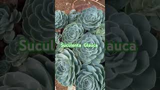 Suculenta glauca suculentas natural plantas viralvideo shortviral [upl. by Eidnalem]