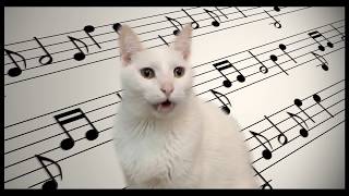 Mozart  Cats Parody  Singing Cats Version [upl. by Lemrahs791]