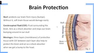 Protective Layers of the Brain [upl. by Tremaine]