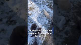 1 month old Australian Cobberdog puppies first time out side in the snow [upl. by Krueger876]