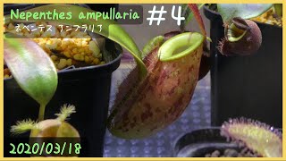 食虫植物栽培日記 Nepenthes ampullaria＃4《ネペンテス》 [upl. by Dranoel345]