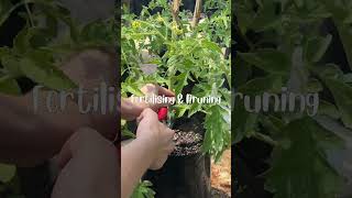 Tomato Growing Tips  Seed to Harvest [upl. by Aenet223]