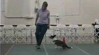 Zoey the Cardigan Corgi Dog doing AKC Rally Obedience [upl. by Ahsram]